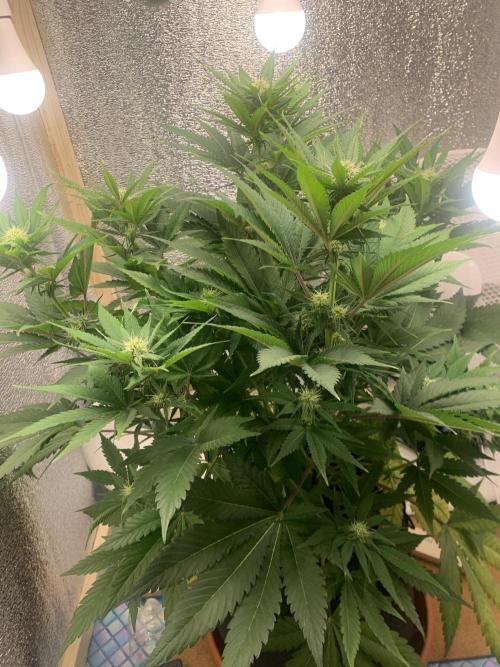 First grow🌺💋. Week 7