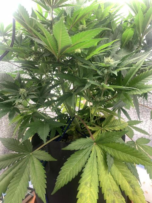 First grow🌺💋. Week 7