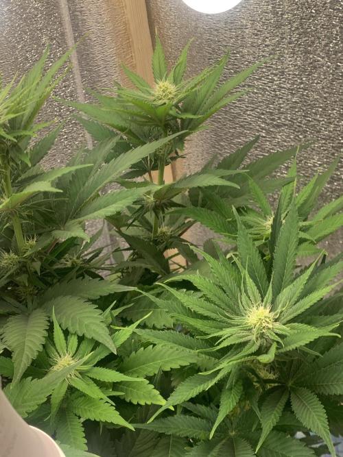First grow🌺💋. Week 7