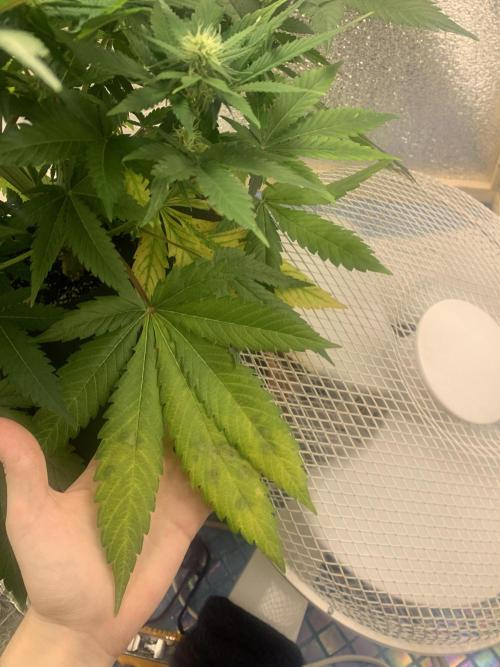 First grow🌺💋. Week 7