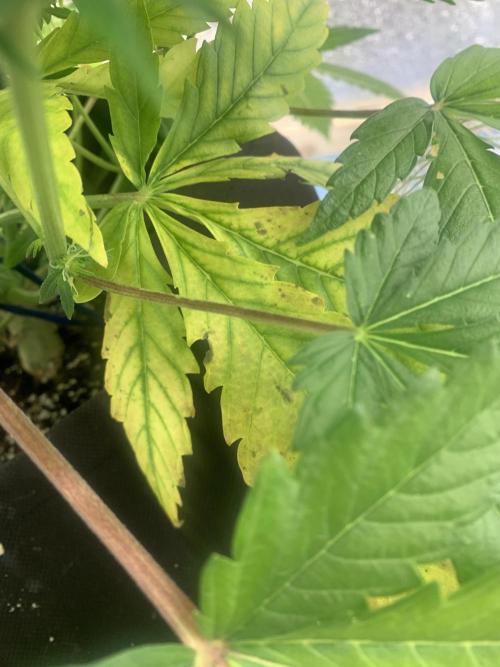First grow🌺💋. Week 7