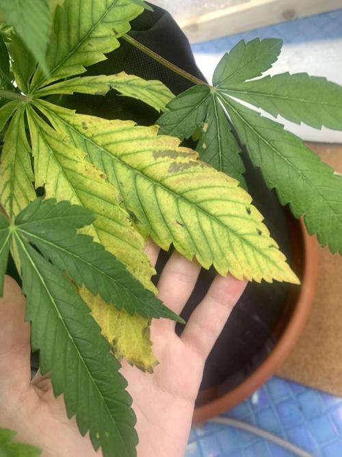 First grow🌺💋. Week 7
