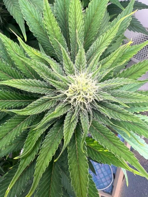 First grow🌺💋. Week 8