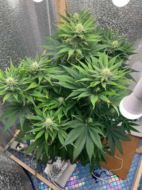First grow🌺💋. Week 8
