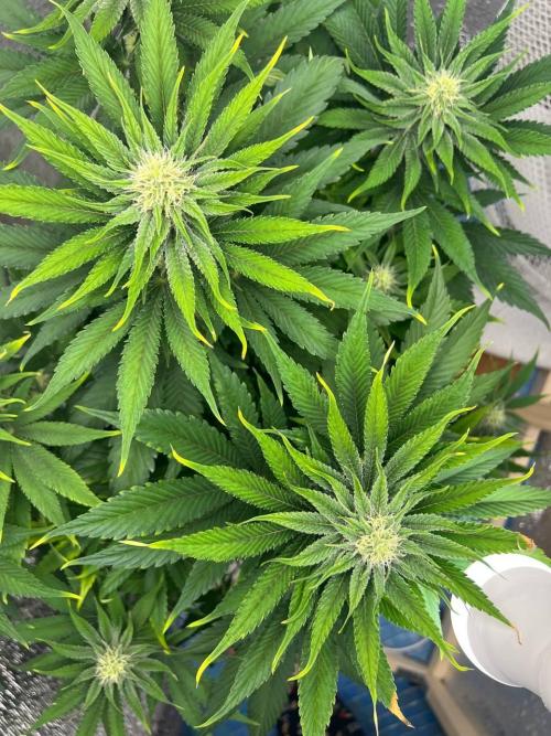 First grow🌺💋. Week 8