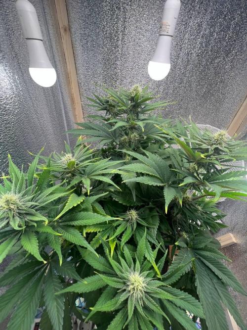 First grow🌺💋. Week 8