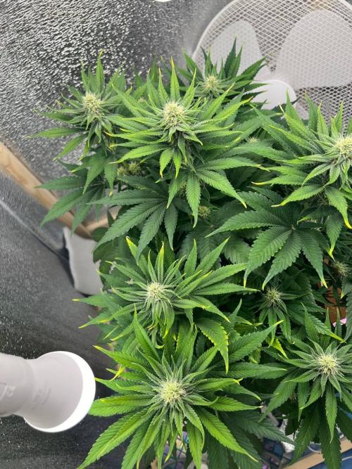First grow🌺💋. Week 8
