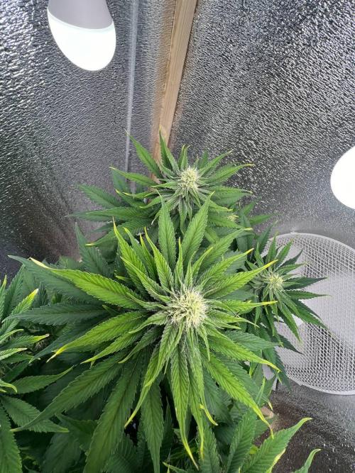 First grow🌺💋. Week 8