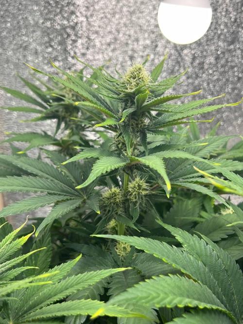 First grow🌺💋. Week 8