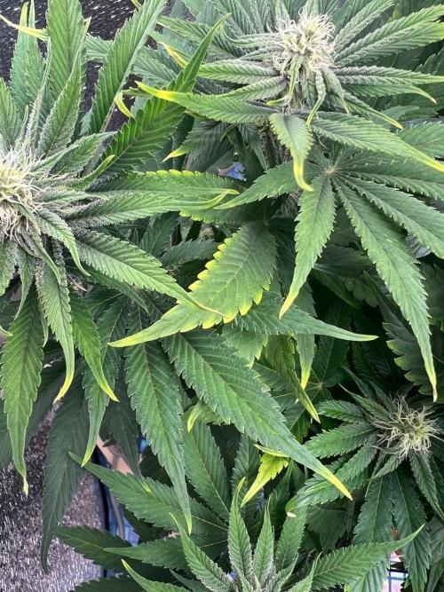First grow🌺💋. Week 8
