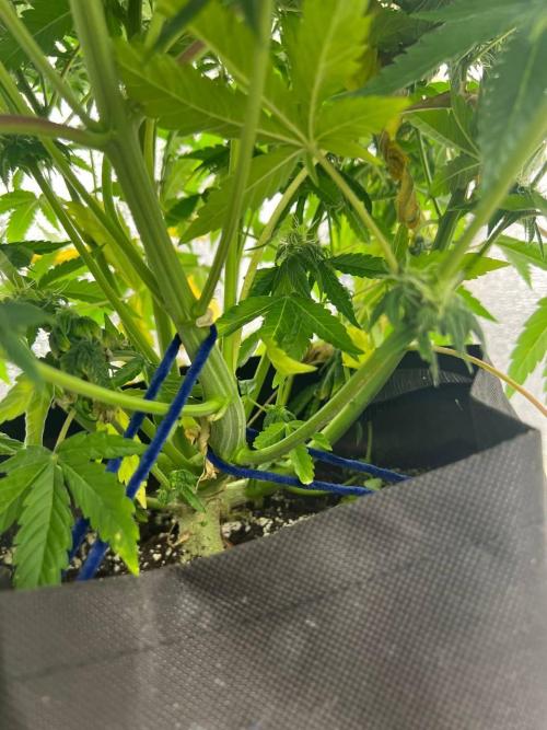 First grow🌺💋. Week 8