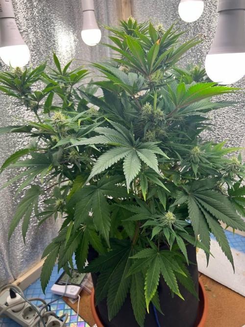 First grow🌺💋. Week 8