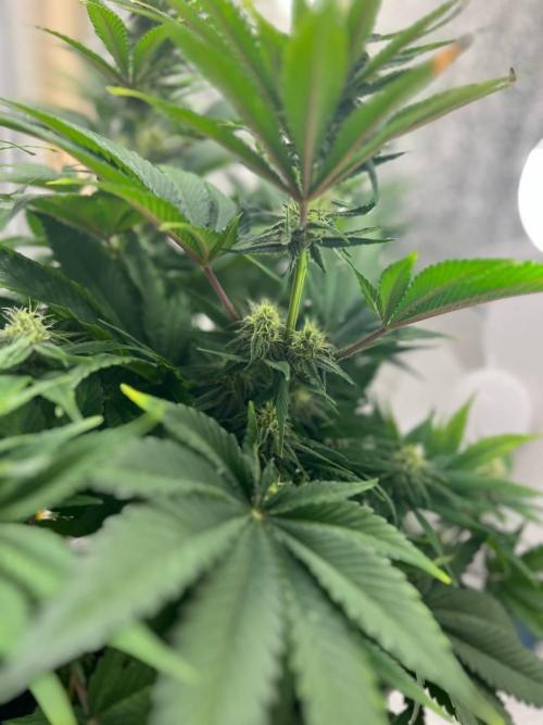 First grow🌺💋. Week 8