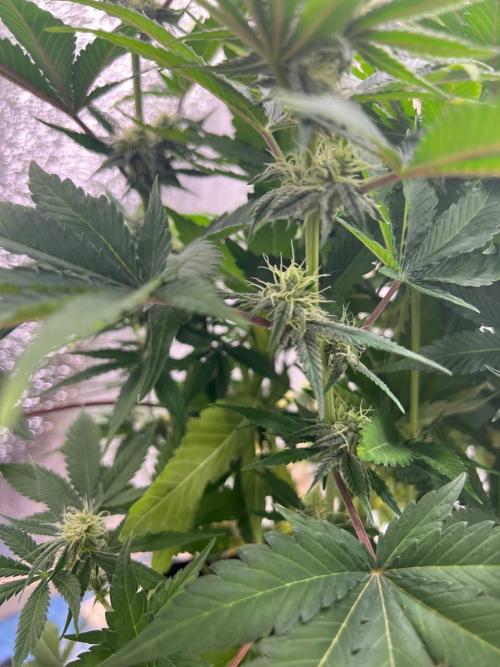 First grow🌺💋. Week 8