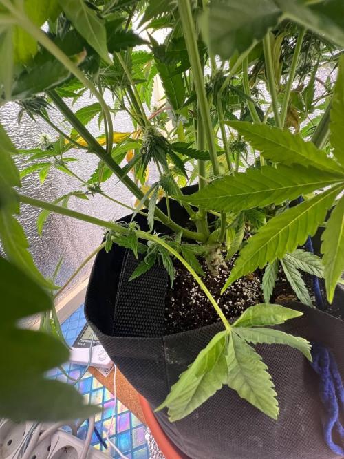 First grow🌺💋. Week 8