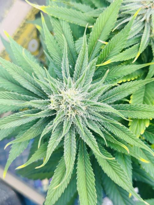 First grow🌺💋. Week 9