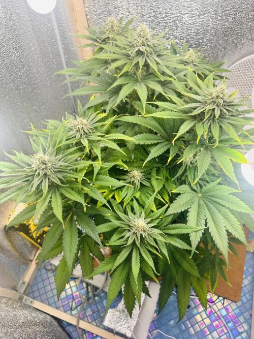 First grow🌺💋. Week 9