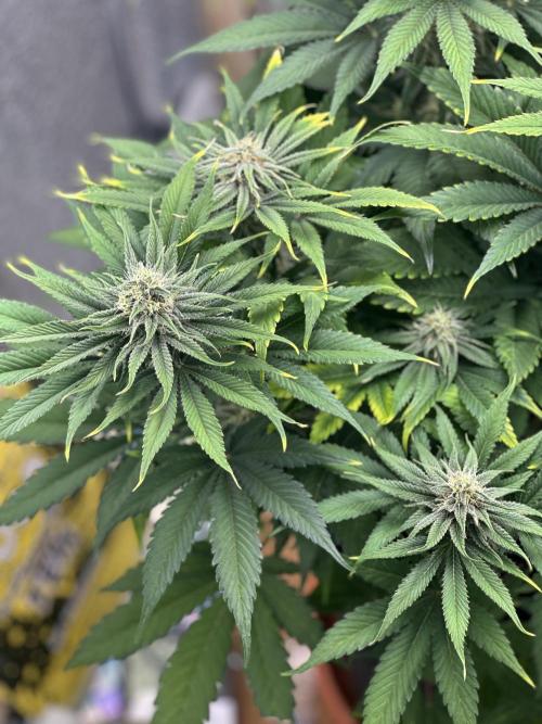 First grow🌺💋. Week 9