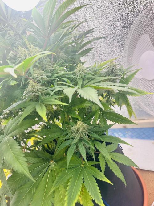 First grow🌺💋. Week 9