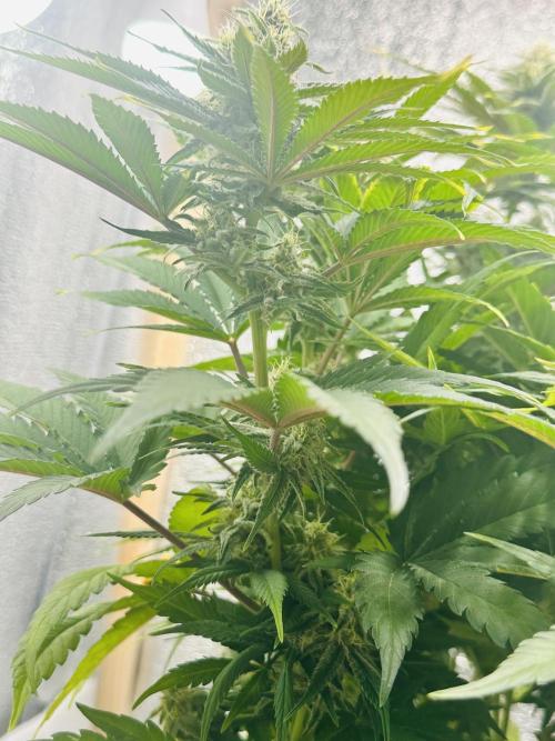 First grow🌺💋. Week 9