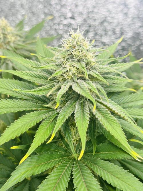First grow🌺💋. Week 9