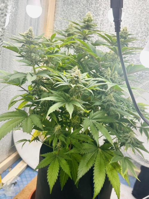 First grow🌺💋. Week 9