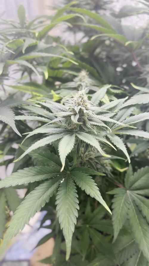 First grow🌺💋