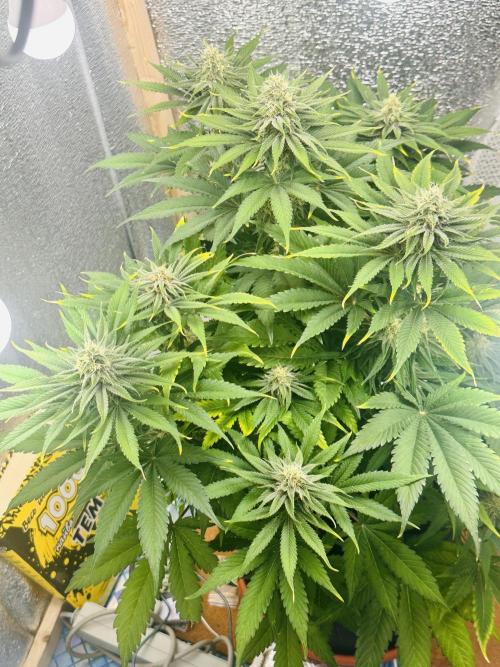 Tropicanna Poison F1 Fast Version. Week 9