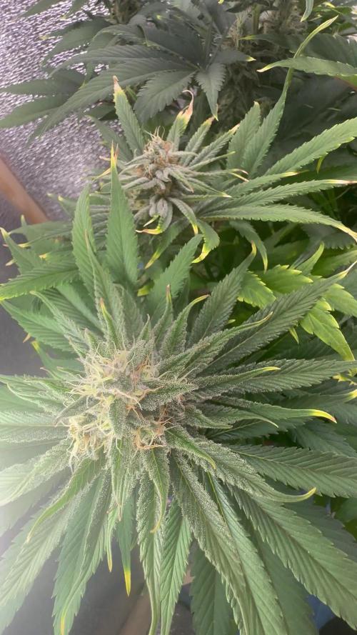 First grow🌺💋