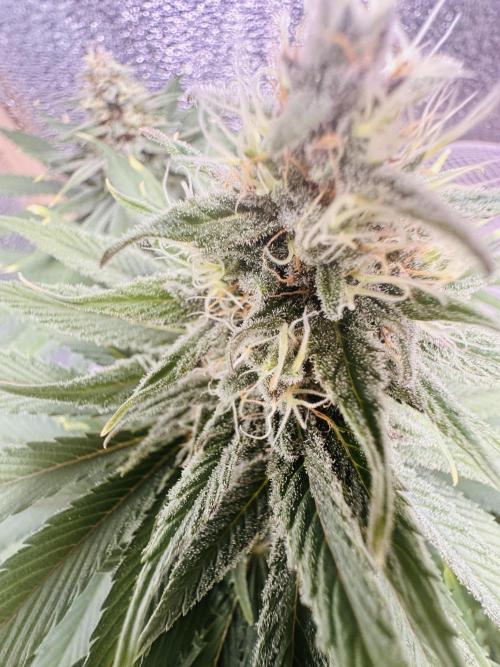 First grow🌺💋. Week 10
