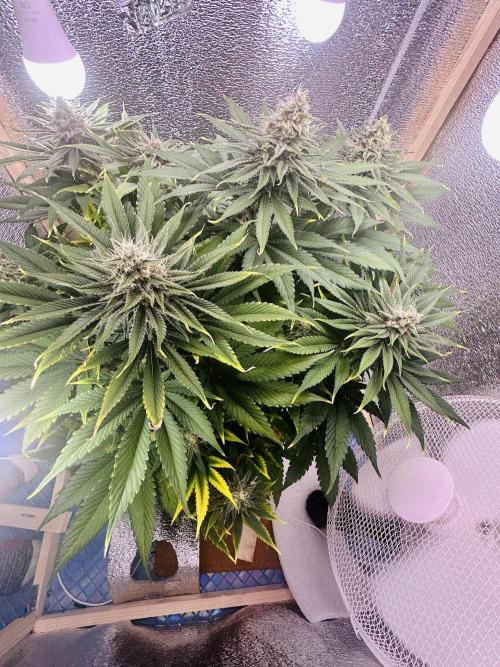 First grow🌺💋. Week 10