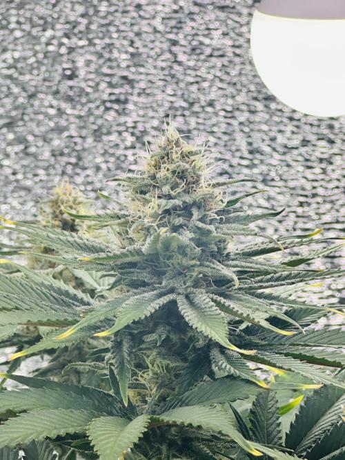 First grow🌺💋. Week 10