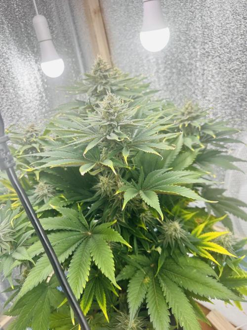 First grow🌺💋. Week 10