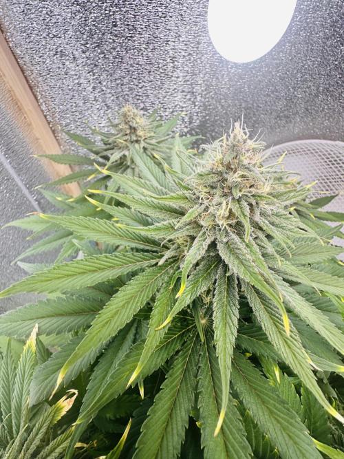 First grow🌺💋. Week 10