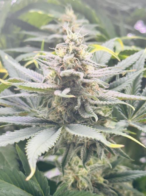 First grow🌺💋. Week 10