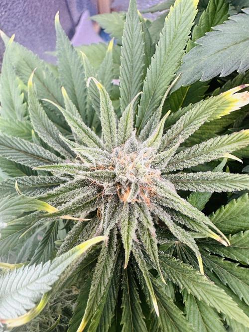 First grow🌺💋. Week 10