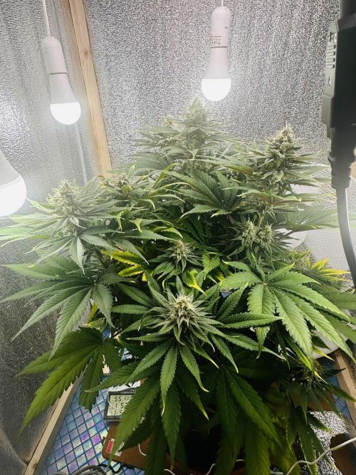 First grow🌺💋. Week 10