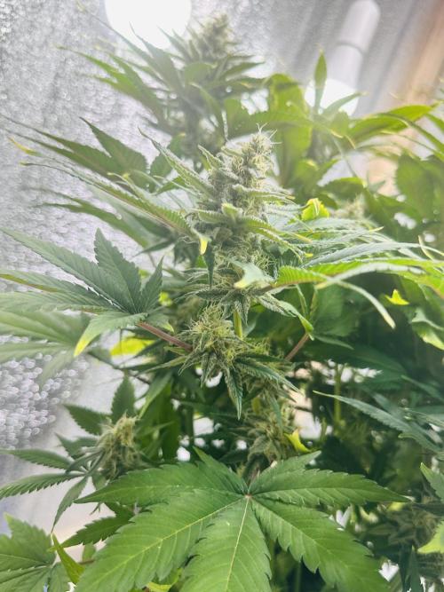 First grow🌺💋. Week 10