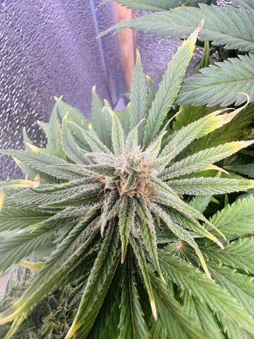 First grow🌺💋. Week 10
