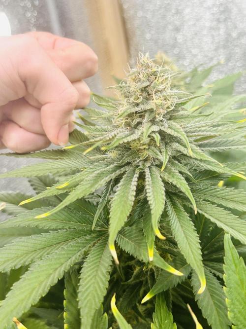 First grow🌺💋. Week 10