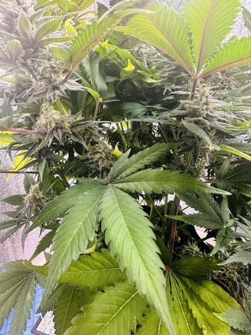 First grow🌺💋. Week 10