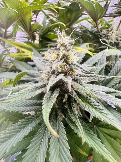 First grow🌺💋. Week 10
