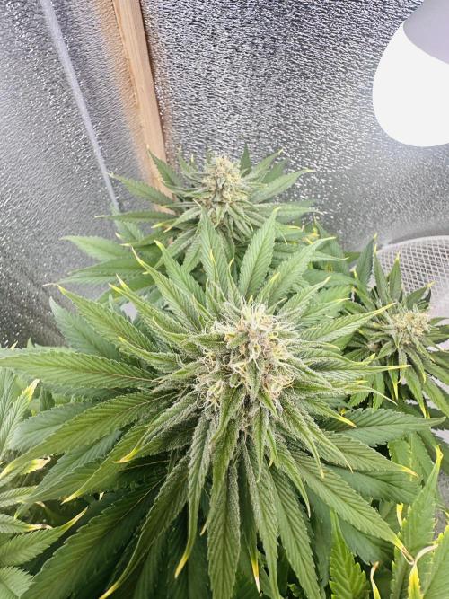 First grow🌺💋. Week 10