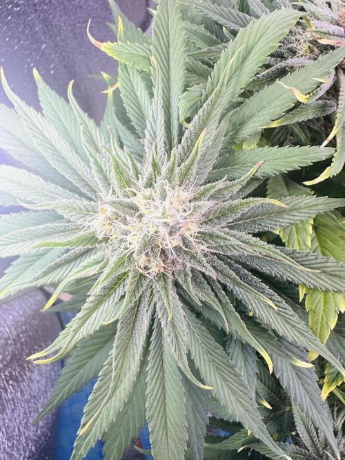 First grow🌺💋. Week 10