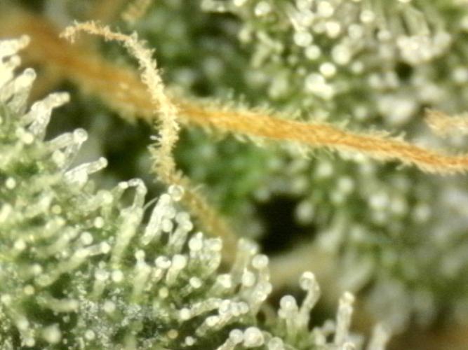 First grow🌺💋. Week 10