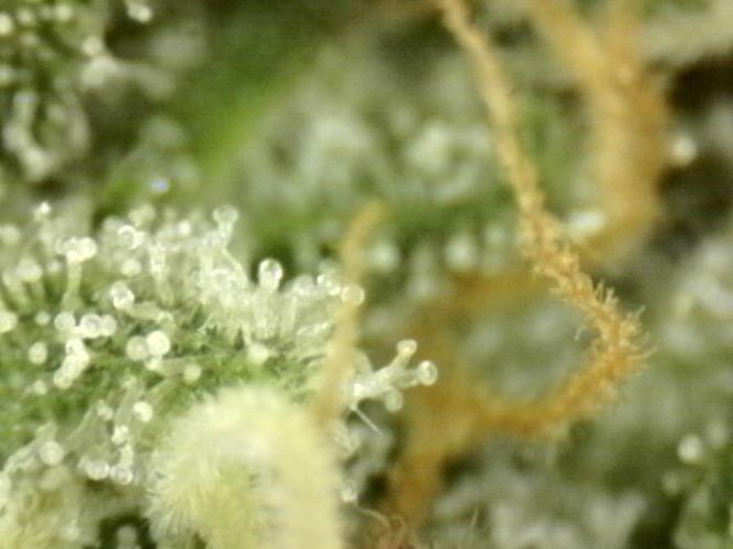 First grow🌺💋. Week 10