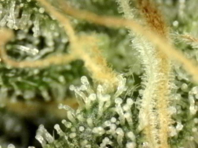 First grow🌺💋. Week 10