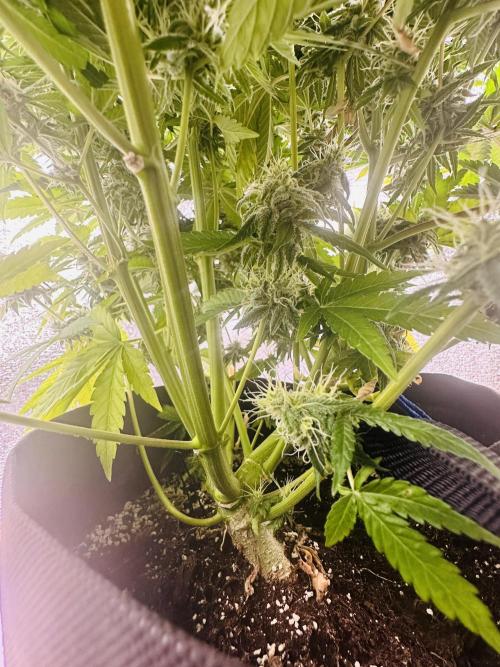 First grow🌺💋. Week 10