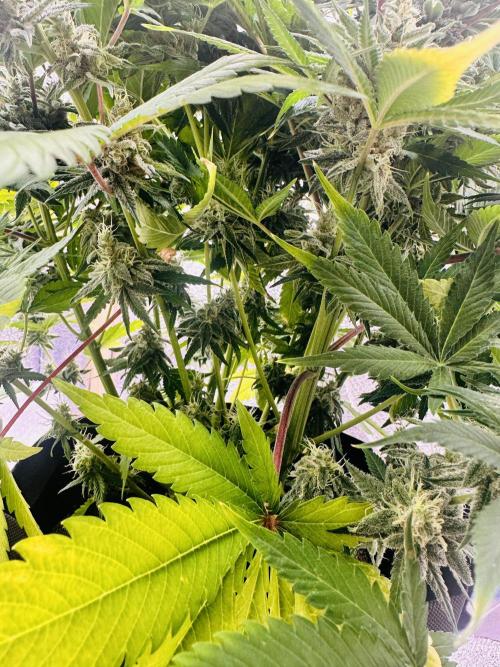 First grow🌺💋. Week 11