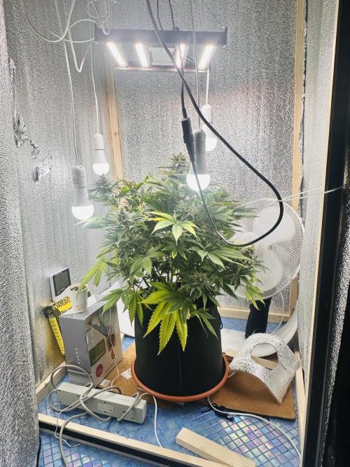 First grow🌺💋. Week 11